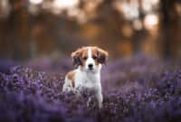 dog in flowers