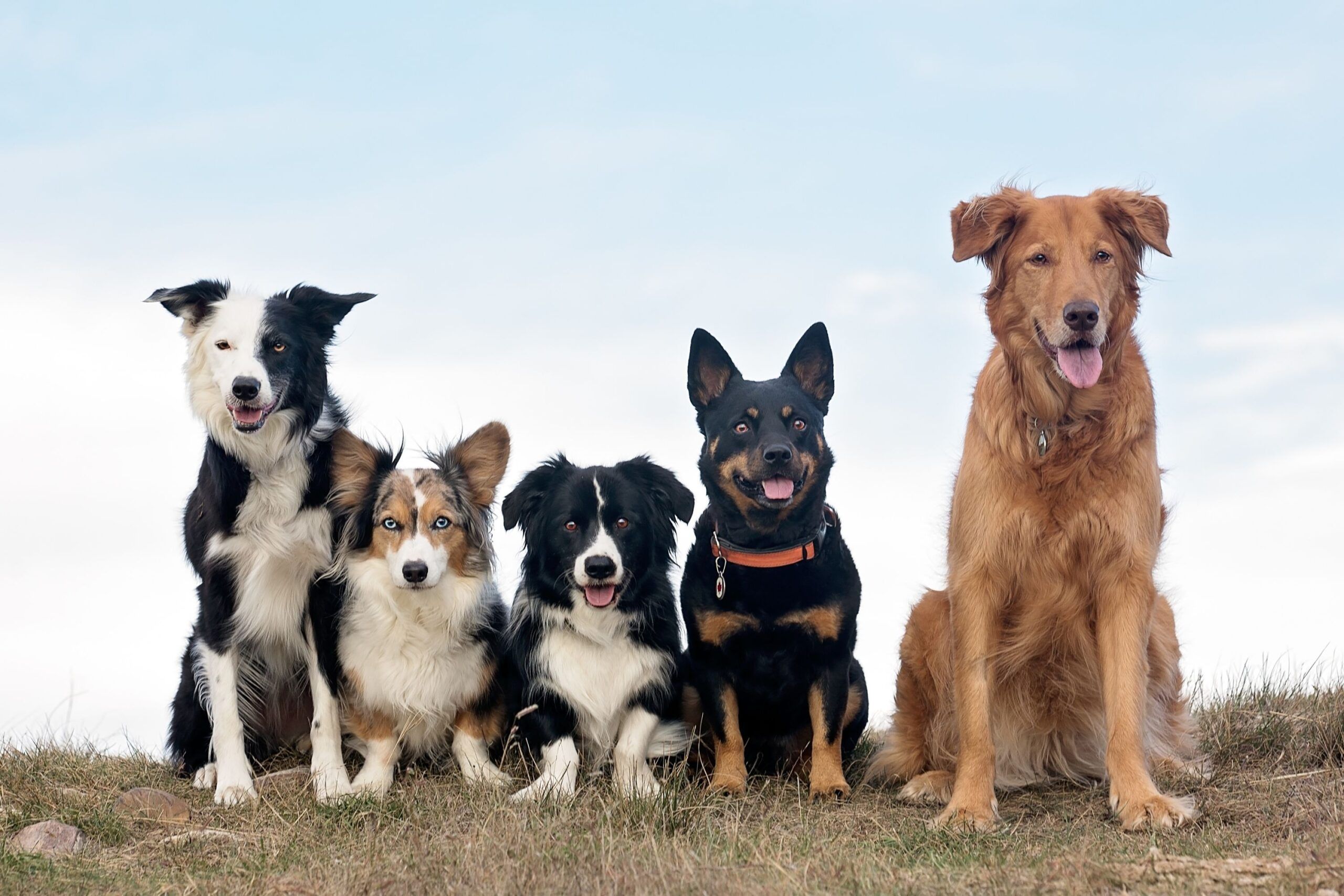 Jaw Dropping Differences: Ethnicity & Canine Size Revealed - 86dlm92