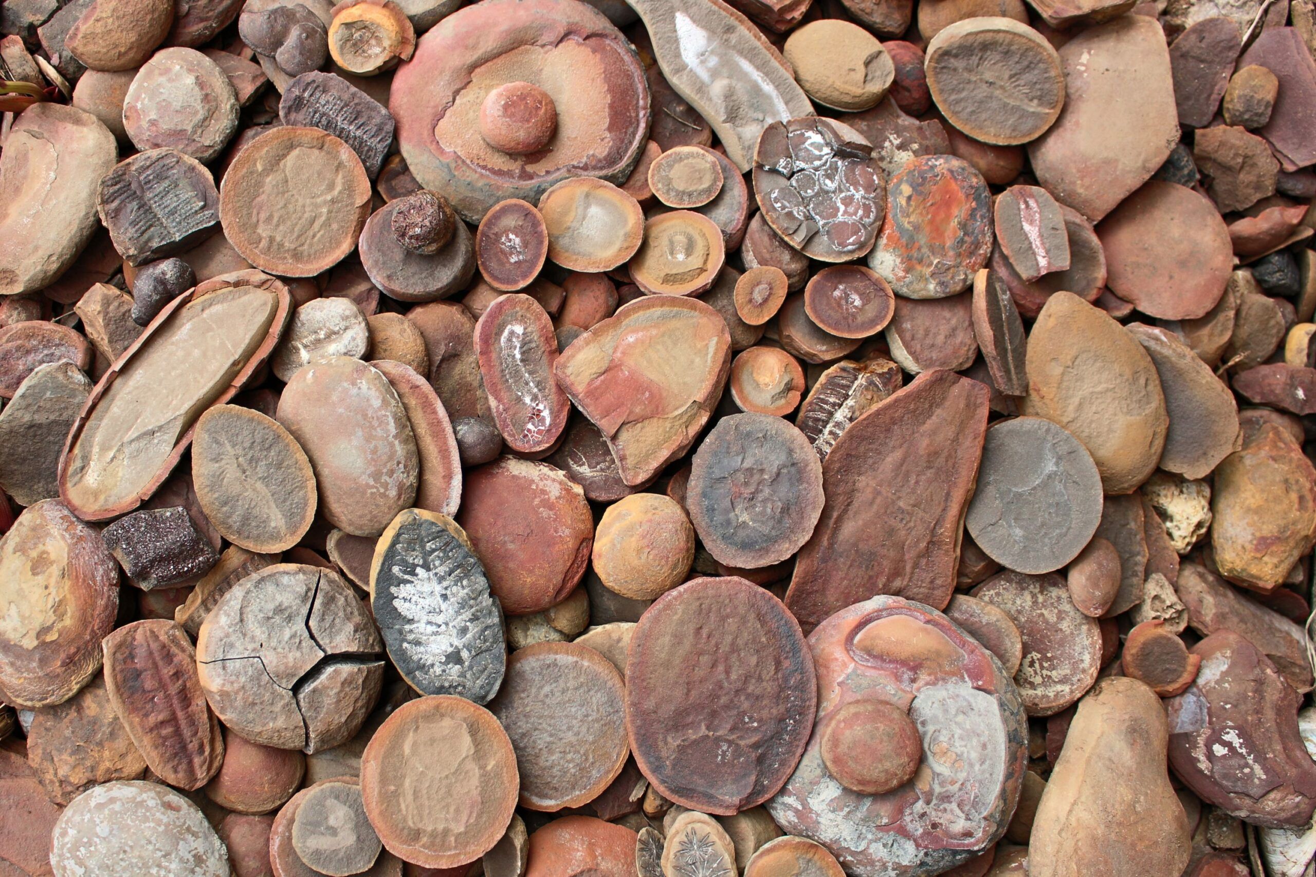 Grand Canyon Fossil Find:  A Prehistoric Ecosystem Unearthed! - 7efkpxd