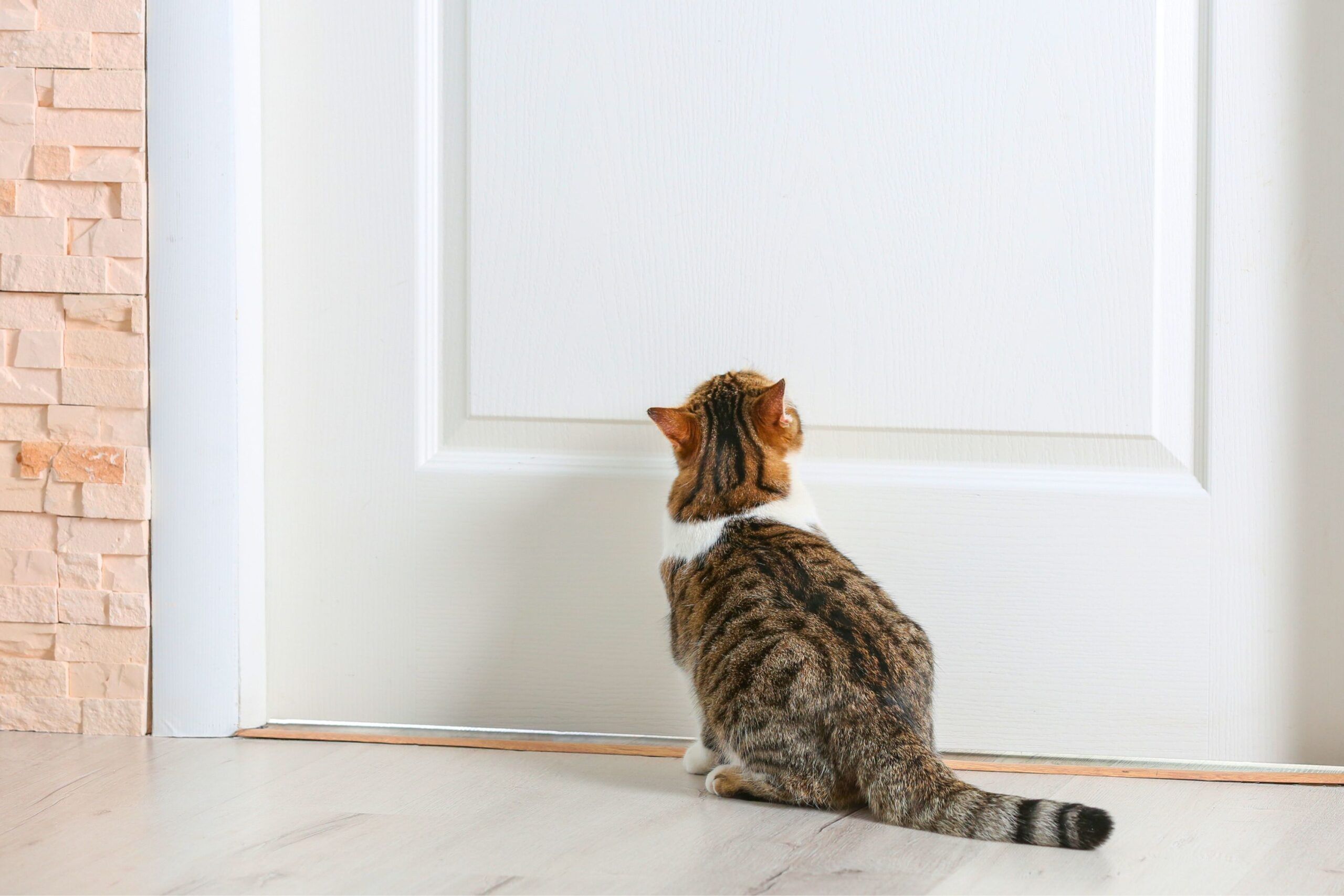 No closed doors cat shop