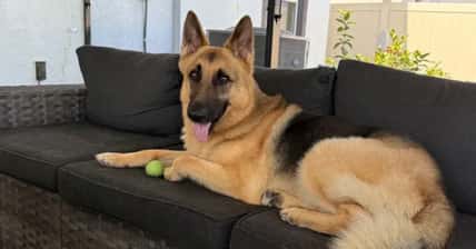 pictured above is Zeus