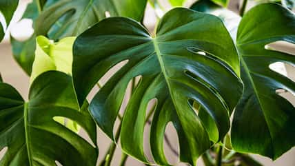 10 Houseplants That Will Thrive In Your Living Room