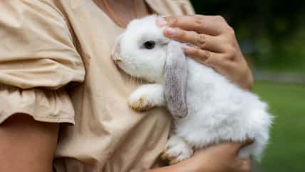 Rabbits Eat Their Own Teeth, So If You Have One As A Pet, You Might Be Giving Them Too Much Calcium