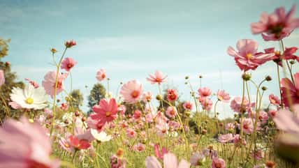 How To Grow Cosmos Flowers, Which Will Bloom All Summer In Your Garden