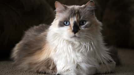 Why It’s Not Good For Your Cat To Have Milk