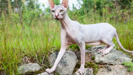 7 Hairless Cat Breeds That Bring The Bald Charm
