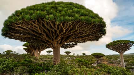 Dragon’s Blood Trees Are Struggling To Survive, And They Only Exist On One Island On Earth