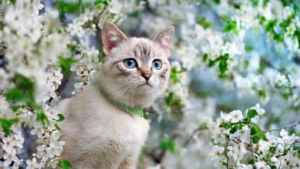 7 Facts About Cats That Will Make You Love Them Even More