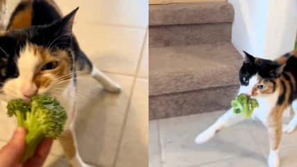 This Cat With A Neurological Disorder Has An Emotional Support Broccoli