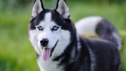 Her Murder Might’ve Gone Unsolved If It Weren’t For Her Loyal Husky