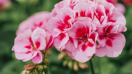 5 Flowers That Bloom Several Times A Year For You To Enjoy