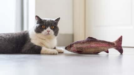 4 Tips For Cleaning Your Cat’s Toys