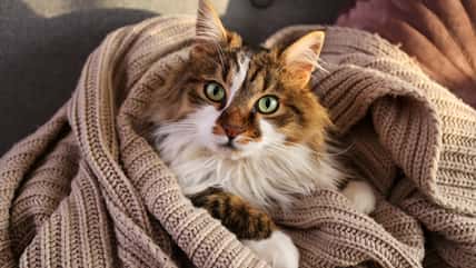 7 Game Of Thrones-Inspired Names For Your Cat