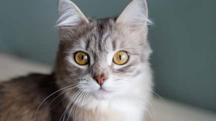 7 Twilight-Inspired Cat Names