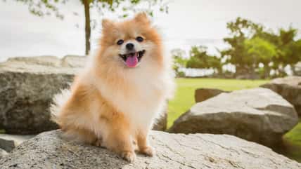 Her Dog Got Violently Attacked At A Dog Bakery, And She Says None Of The Employees Helped Her Save Her Dog