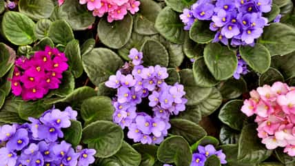 Your Guide To Caring For An African Violet