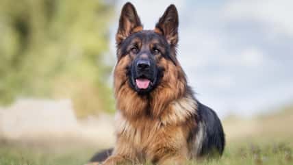 His Neighbor’s Dog Attacked His, Yet This Guy Refused To Pay His Vet Bills And Can’t Understand Why He No Longer Wants To Help Him