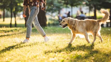 She Screamed At A Stranger For Taking Her Dog Off His Leash Without Permission