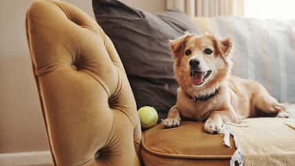 He Wants To Rehome His Dog Since He Can No Longer Deal With The Pup Wrecking His Life