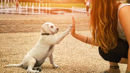 Her Boyfriend Gave Her An Ultimatum: Get Rid Of The Puppy She Bought For Him, And Then He Will Move Back In