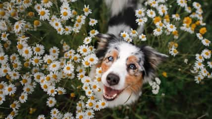 People Dish On The Worst Things Their Dogs Have Ever Done And These Canine Confessions Are Chaotic