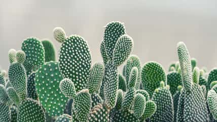 Her Niece Licked Her Cactus And Ended Up In The Emergency Room, So Now Her Sister Wants Her To Pay The Hospital Bills, Even Though She Doesn’t Have That Kind Of Money