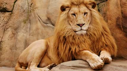 This Zoo Says They’ll Feed Your Unwanted Pets To Their Resident Predators