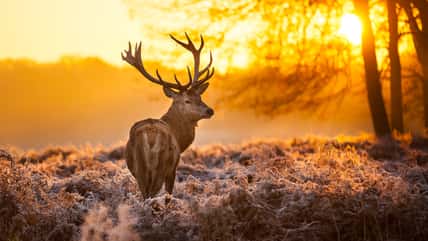 Her Husband Prioritized Deer Hunting Over Her Being In Labor With Their Child, And She Can’t Forgive Him