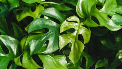 Your Guide To Caring For A Mini Monstera