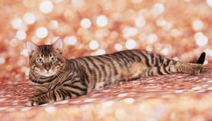 Toyger cat on a cat show on golden glitter background