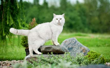 British shorthair cat standing on the stones