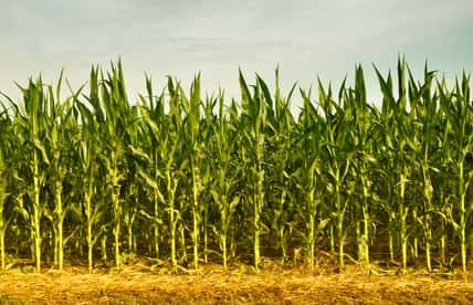 Cornfield