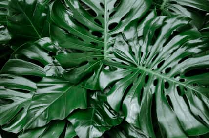 Philodendron monstera obliqua, green leaf background, dark tone