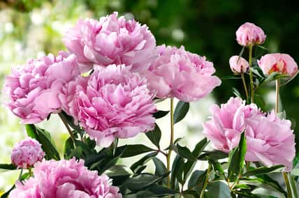 Bouquet of Pink Pionies closeup on a blurred green background