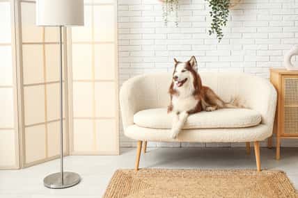 Pixel-Shot - stock.adobe.com-  illustrative purposes only, not the actual dog