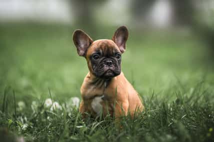 otsphoto - stock.adobe.com - illustrative purposes only, not the actual puppy