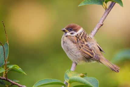 Mikhail Vedernikov - stock.adobe.com - illustrative purposes only, not the actual sparrow