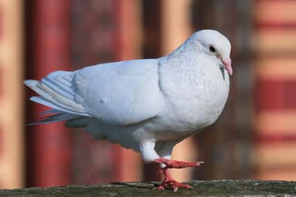 Kunal - stock.adobe.com - illustrative purposes only, not the actual pigeon