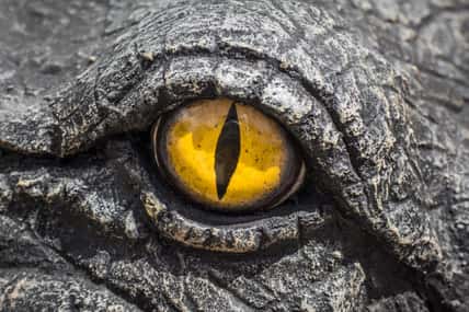 Yellow eyes of crocodiles.