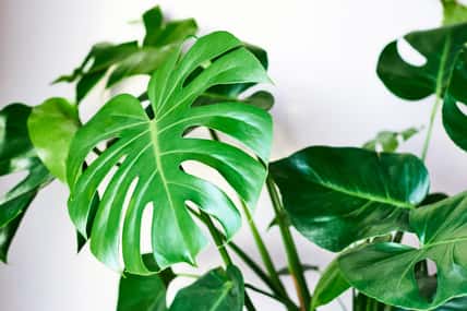 Beautiful monstera leaf close-up on a white wall background. Houseplants in pots. Caring for home flowers.