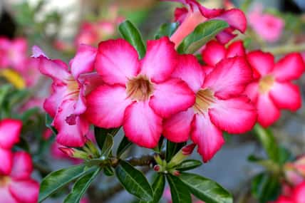 Fresh pink desert rose, mock azalea, pinkbignonia or impala lily flowers bloom in the garden on blur nature background.