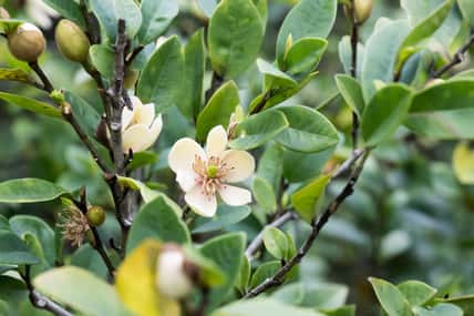 A healthy banana shrub with vibrant green leaves and fragrant yellow flowers in a tropical home setting.