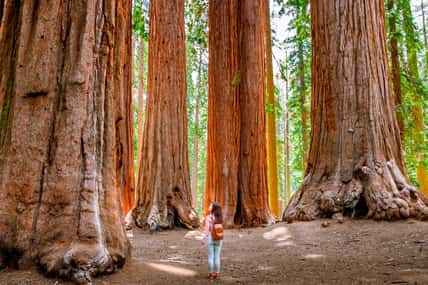 A charming young woman with a backpack walks among giant trees in the forest in Sequoia National Park, USA