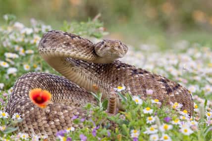 Rattlesnake in a wildflower field