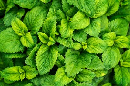 Mint leaves background. Green mint leaves pattern layout design. Ecology natural creative concept. Top view nature background with spearmint herbs.