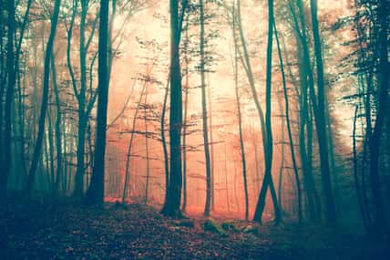 Mystic light and vintage color autumn forest. Vintage filter effect used.