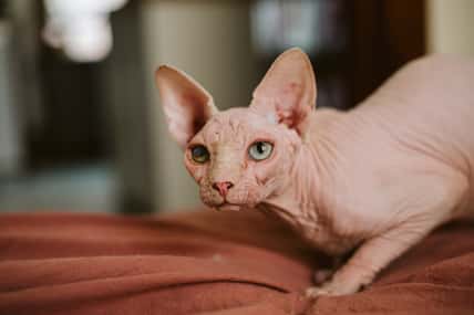 sphynx cat on bed