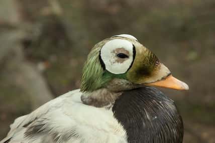 spectacled eider duck