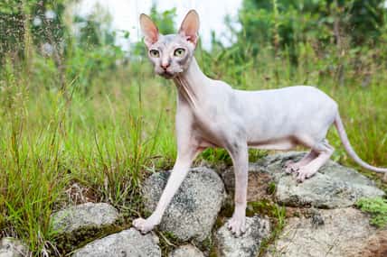 Donskoy cat standing on stones with wide open eyes and stretching long neck