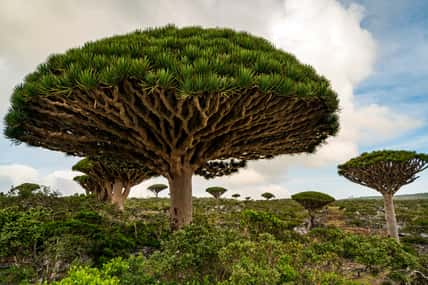 Dragon Blood Tree is an endemic plant in Socotran Archipelago of Yemen in Indian Ocean